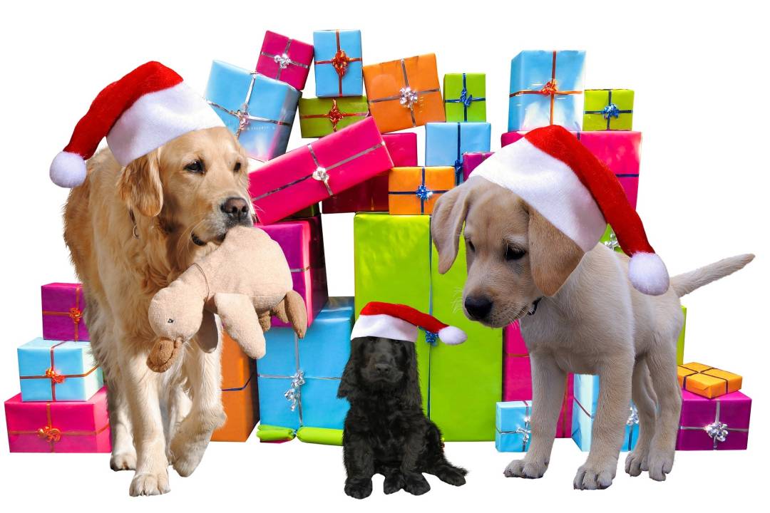 Christmas 2983901 1920